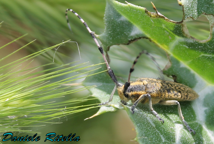 Richiesta identificazione... Agapanthia sicula malmerendii